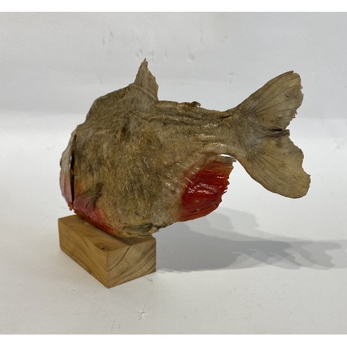 47 - Taxidermy Piranha 20cm x 15cm