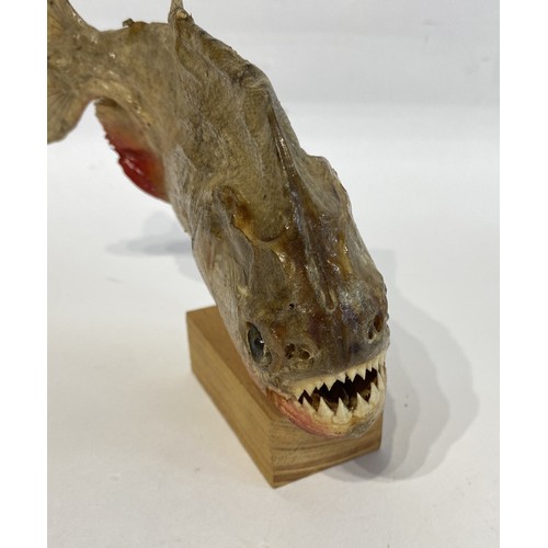 47 - Taxidermy Piranha 20cm x 15cm