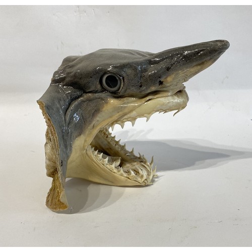 48 - Taxidermy Head Mount Of A Blue Shark 20cm x 19cm x 16cm