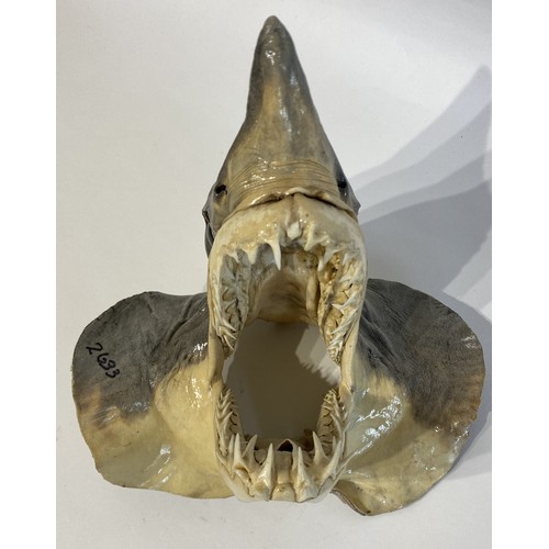 48 - Taxidermy Head Mount Of A Blue Shark 20cm x 19cm x 16cm