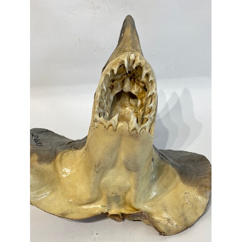 48 - Taxidermy Head Mount Of A Blue Shark 20cm x 19cm x 16cm