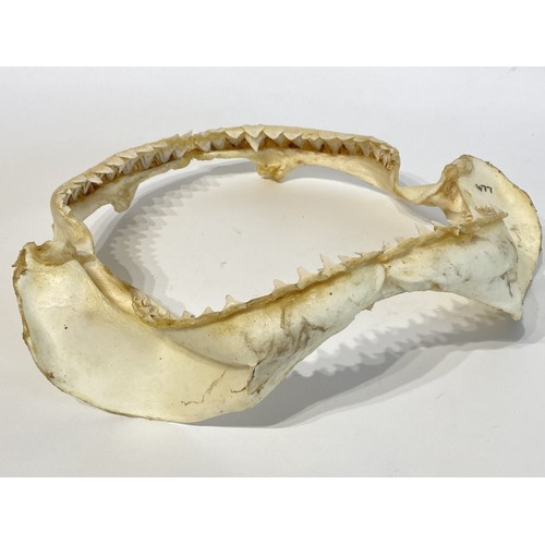 49 - Taxidermy Shark Jaw. 32cm x 30cm x 10cm