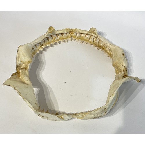 49 - Taxidermy Shark Jaw. 32cm x 30cm x 10cm