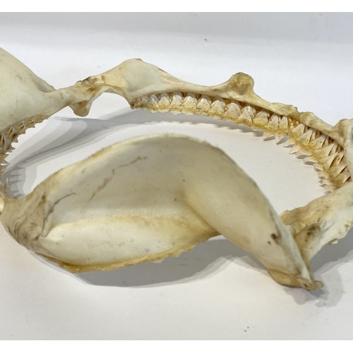 49 - Taxidermy Shark Jaw. 32cm x 30cm x 10cm