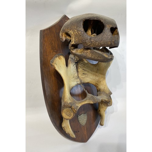 1 - 19th Century Antique 1886 Ascension Island Turtle Mount And Chair Bone, Mounted With Plaque That Rea... 