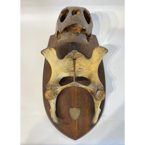 1 - 19th Century Antique 1886 Ascension Island Turtle Mount And Chair Bone, Mounted With Plaque That Rea... 