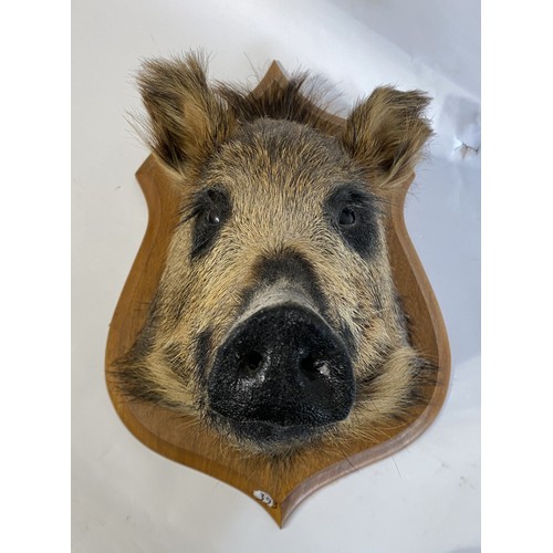 51 - Taxidermy Wild Boar Head Mount On Shield 50cm x 41cm x 36cm