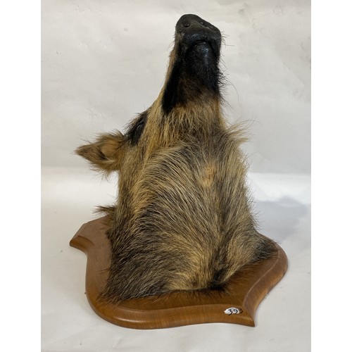 51 - Taxidermy Wild Boar Head Mount On Shield 50cm x 41cm x 36cm