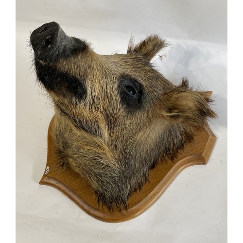 51 - Taxidermy Wild Boar Head Mount On Shield 50cm x 41cm x 36cm