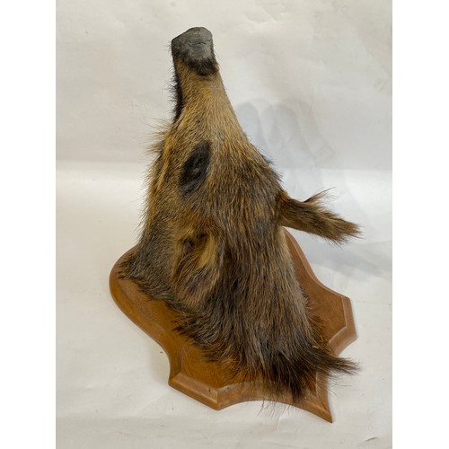 51 - Taxidermy Wild Boar Head Mount On Shield 50cm x 41cm x 36cm