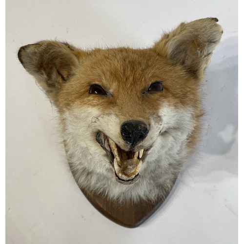 52 - Taxidermy Mounted Fox Mask 25cm x 25cm x 23cm