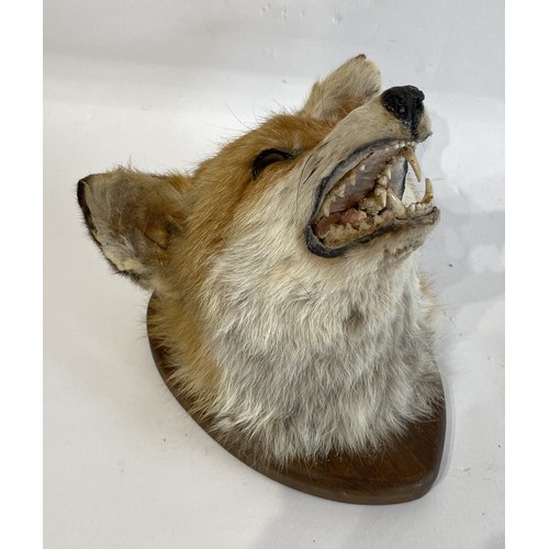 52 - Taxidermy Mounted Fox Mask 25cm x 25cm x 23cm