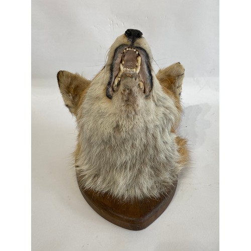 52 - Taxidermy Mounted Fox Mask 25cm x 25cm x 23cm