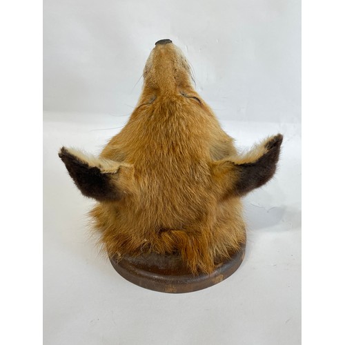 52 - Taxidermy Mounted Fox Mask 25cm x 25cm x 23cm