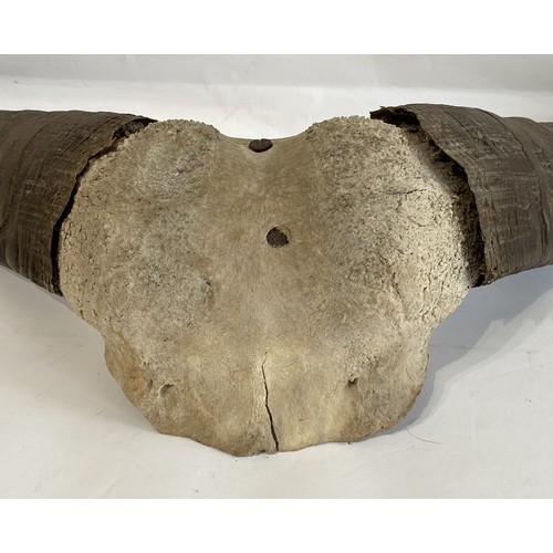 53 - Large Buffalo / Cow  Horns 104cm x 47cm x 20cm