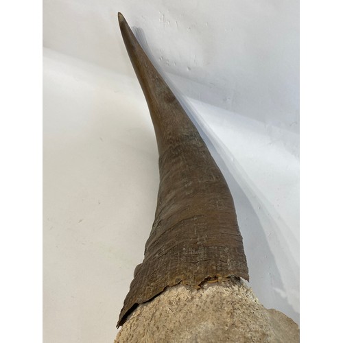 53 - Large Buffalo / Cow  Horns 104cm x 47cm x 20cm