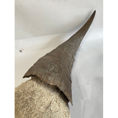 53 - Large Buffalo / Cow  Horns 104cm x 47cm x 20cm