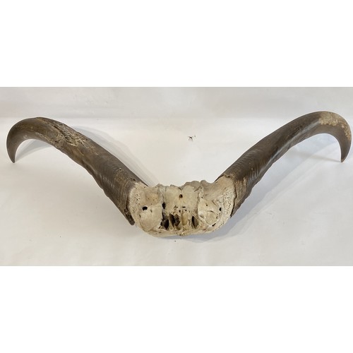 53 - Large Buffalo / Cow  Horns 104cm x 47cm x 20cm