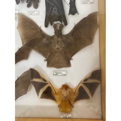 54 - Collection of Taxidermy Bat Examples Displayed in Framed Cabinet. 50cm x 40cm x 9cm