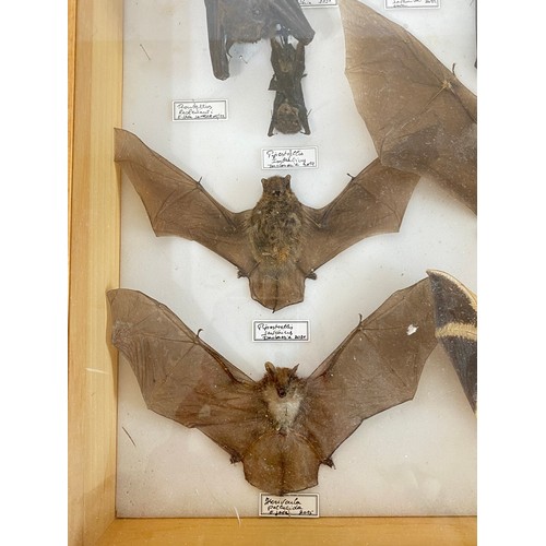 54 - Collection of Taxidermy Bat Examples Displayed in Framed Cabinet. 50cm x 40cm x 9cm