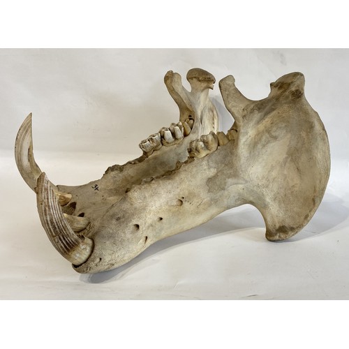 55 - Late 19th Century  Taxidermy Hippopotamus Lower Jaw and Teeth. No. 34.CITES Annex B Appendix II, no ... 