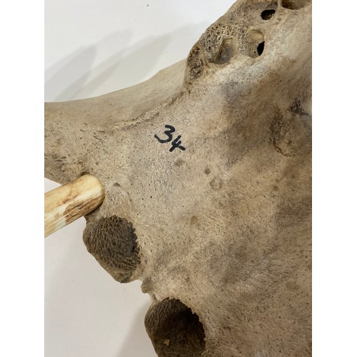 55 - Late 19th Century  Taxidermy Hippopotamus Lower Jaw and Teeth. No. 34.CITES Annex B Appendix II, no ... 