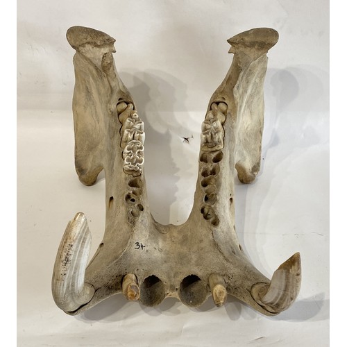 55 - Late 19th Century  Taxidermy Hippopotamus Lower Jaw and Teeth. No. 34.CITES Annex B Appendix II, no ... 