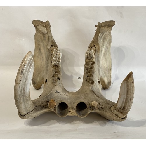 55 - Late 19th Century  Taxidermy Hippopotamus Lower Jaw and Teeth. No. 34.CITES Annex B Appendix II, no ... 