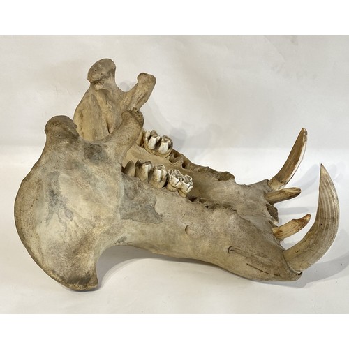 55 - Late 19th Century  Taxidermy Hippopotamus Lower Jaw and Teeth. No. 34.CITES Annex B Appendix II, no ... 