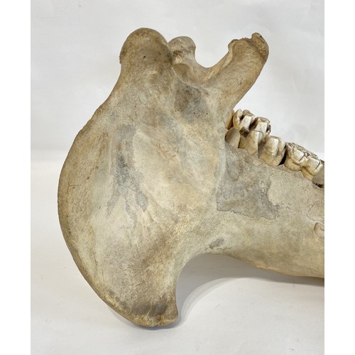 55 - Late 19th Century  Taxidermy Hippopotamus Lower Jaw and Teeth. No. 34.CITES Annex B Appendix II, no ... 