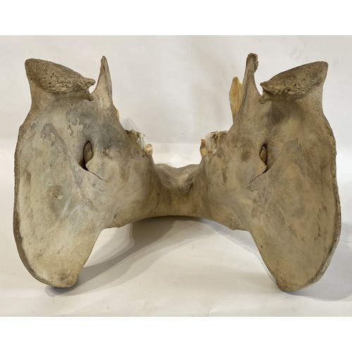 55 - Late 19th Century  Taxidermy Hippopotamus Lower Jaw and Teeth. No. 34.CITES Annex B Appendix II, no ... 