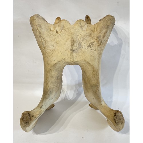 55 - Late 19th Century  Taxidermy Hippopotamus Lower Jaw and Teeth. No. 34.CITES Annex B Appendix II, no ... 