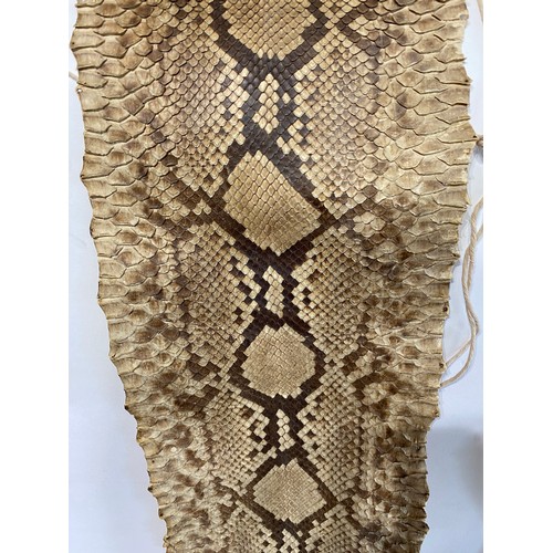 56 - Collection of Five Taxidermy Snake Skins