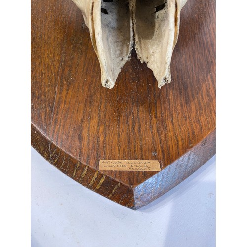 57 - Shield Mounted Kudu Antlers and Skull. 60cm x 38cm x 33cm