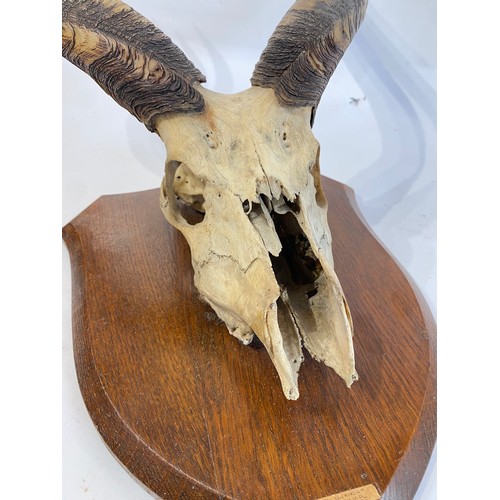 57 - Shield Mounted Kudu Antlers and Skull. 60cm x 38cm x 33cm