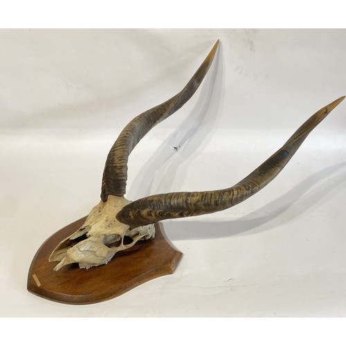 57 - Shield Mounted Kudu Antlers and Skull. 60cm x 38cm x 33cm