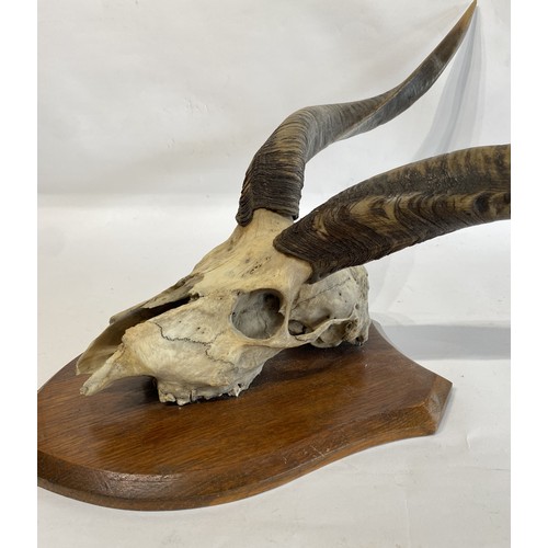 57 - Shield Mounted Kudu Antlers and Skull. 60cm x 38cm x 33cm