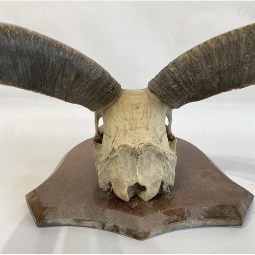 57 - Shield Mounted Kudu Antlers and Skull. 60cm x 38cm x 33cm