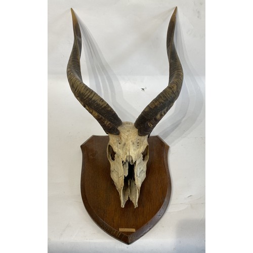 57 - Shield Mounted Kudu Antlers and Skull. 60cm x 38cm x 33cm