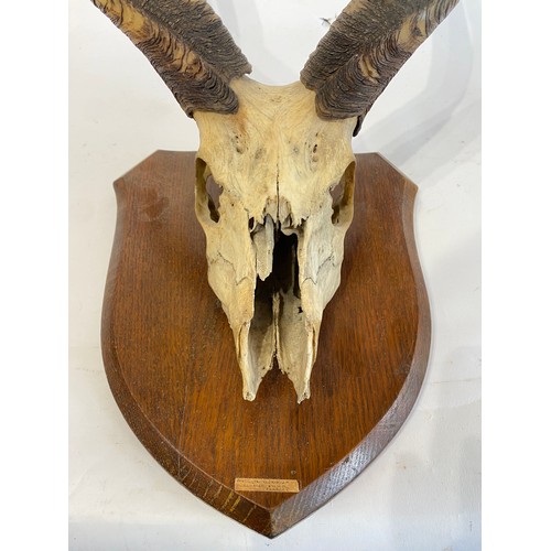 57 - Shield Mounted Kudu Antlers and Skull. 60cm x 38cm x 33cm