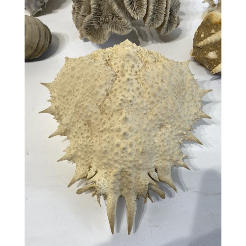 59 - Collection of Coral, Shell and Fossil Examples Along With A Spider Crab Shell.