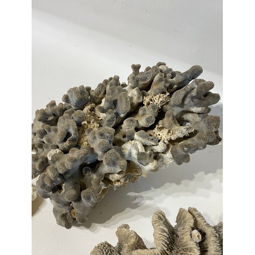 59 - Collection of Coral, Shell and Fossil Examples Along With A Spider Crab Shell.