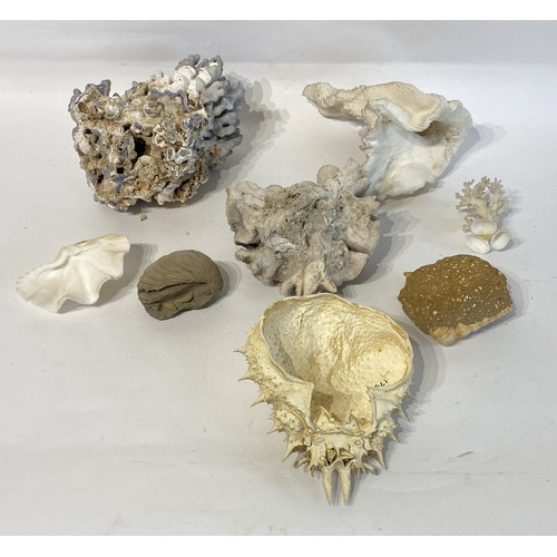 59 - Collection of Coral, Shell and Fossil Examples Along With A Spider Crab Shell.