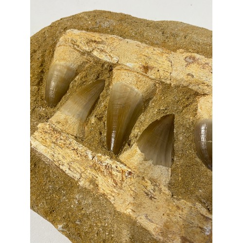 61 - Fossil Mosasaur Teeth Set In A Composite Matrix. 17cm x 13cm