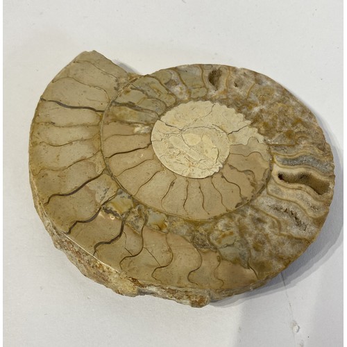 63 - Ammonite Fossil  12.5cm x 11cm