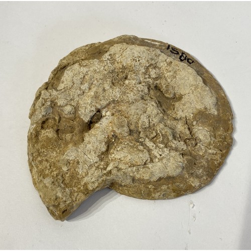 63 - Ammonite Fossil  12.5cm x 11cm