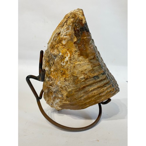 64 - Large Fossil Mounted Mammoth Tooth . 22cm x 14cm x 8cm