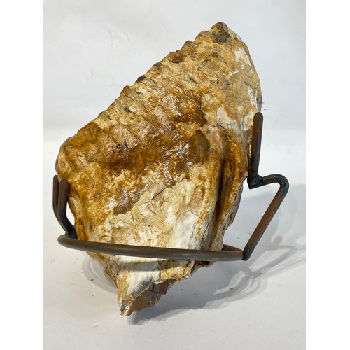 64 - Large Fossil Mounted Mammoth Tooth . 22cm x 14cm x 8cm