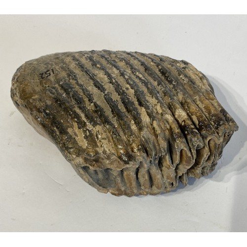 65 - Fossil Mammoth Tooth. 20cm x 14cm x 9cm