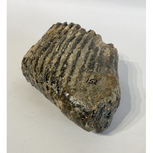 65 - Fossil Mammoth Tooth. 20cm x 14cm x 9cm